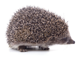 One little hedgehog.
