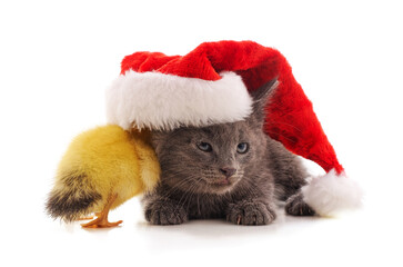 Kitten and duckling in Christmas hat.