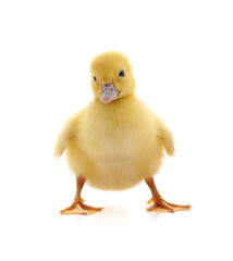 Obraz premium One little duckling.