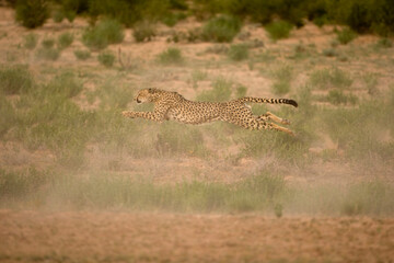 Cheetah Running in Kalahari Desert, Kgalagadi Transfrontier Park, South Africa