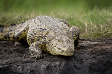 Nile Crocodile, Chobe National Park, Botswana