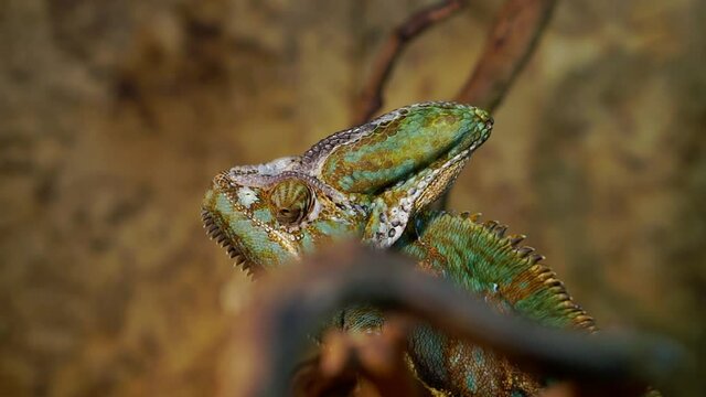 Close-up of a chameleon sitting on a branch in a terrarium.