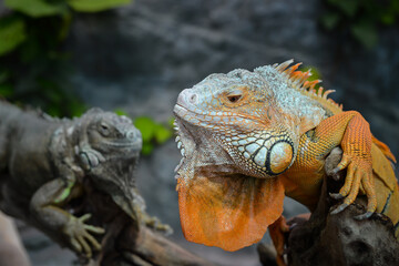 Nice big iguana sitting on the rocks in zoo close up macro portrait of lizard reptile
