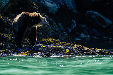 Grizzly in the sun