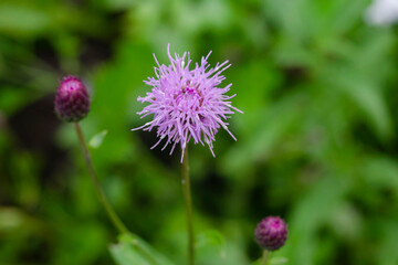 Lilac cornflower field. Common cornflower, wild flowers, flowerbed with plants.