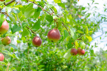 Ripe organic cultivar pears in the summer garden.