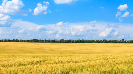 Obraz premium Rural landscape, banner - field of young wheat in the rays of the summer sun on a hot day