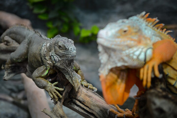 Nice big iguana sitting on the rocks in zoo close up macro portrait of lizard reptile