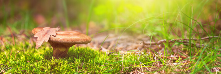 Mushroom closeup, banner - Lactarius deliciosus, in low grass and moss in a spring forest