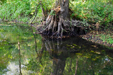 Huge twisted roots of an old tree over a pond.