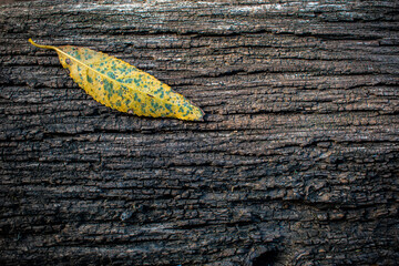a yellow willow leaf is lying on an old Board
