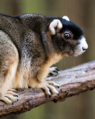 Fototapeta premium Sherman Fox Squirrel stock photo. Sherman Fox Squirrel head close-up resting on a branch in its environment and habitat with a blur background displaying head, eye, paws, claws. Fox Squirrel.