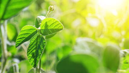 Fototapeta na wymiar Young shoot of a growing soy plant with buds stretches towards the sun against the background of an agricultural field of soybeans, close-up view in the rays of the sun. Space for text.