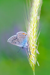 Macro shots, Beautiful nature scene. Closeup beautiful butterfly sitting on the flower in a summer garden.