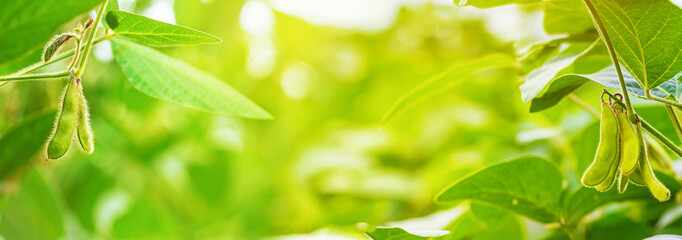 Stems of young green soybean plants in the period of active growth with immature pods against the...