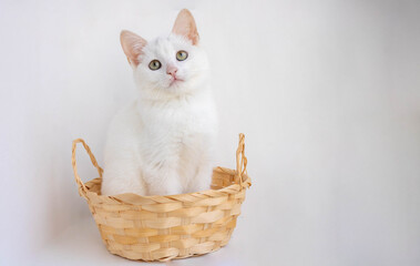Fototapeta na wymiar Home-made little white kitten sitting in a basket on a white background
