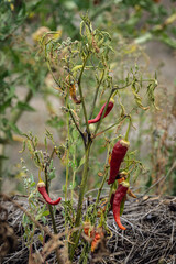 red chilli peppers growing in permaculture garden
