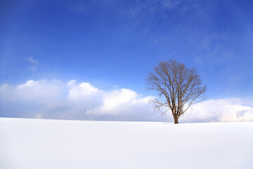 Fototapeta na wymiar 冬の哲学の木