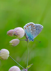 Macro shots, Beautiful nature scene. Closeup beautiful butterfly sitting on the flower in a summer garden.