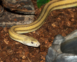 Snake Stock Photos. Snake head close-up profile view in its environment and habitat displaying head, eye and skin snake. Image. Picture. Portrait.