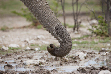 Elephant Trunk, Etosha National Park, Namibia