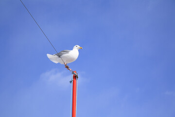 Obraz premium カモメ