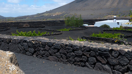 Weinanbau auf Lanzarote.