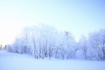 雪原の樹氷
