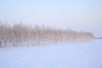 雪原のカラマツ防風林