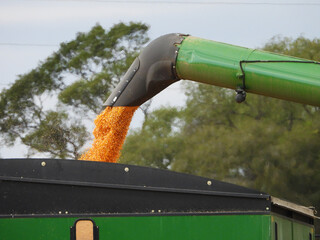 Corn being unladed fron a combine into a grain wagon