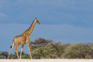 Giraffe, Etosha National Park, Namibia