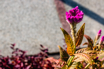 Violet flower in day light