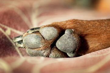 Close up of brown dogs paw isolated from background.