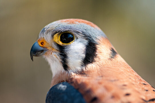 Close up portrait of Male American Kestrel