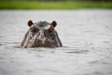 Hippopotamus, Chobe National Park, Botswana