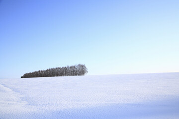 雪原のカラマツ防風林