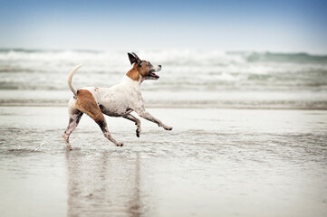 Wet Brown and White Jack Russell dog running along edge of water in sand.