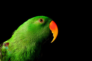 Green Male Eclectus Parrot isolated on black with copy space.
