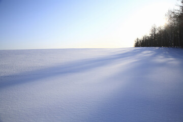 雪原のカラマツ防風林