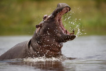 Hippopotamus, Kwando River, Caprivi Strip, Namibia