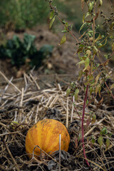 Orange pumpkin in haystack in French permaculture garden