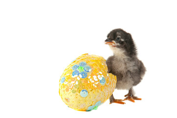 Newly hatched black chick stands by bright sequined egg isolated on white with copy space.