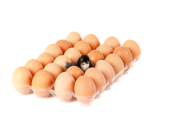 Newly hatched chicken sitting among brown eggs isolated on white with copy space.