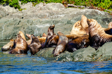 Fototapeta premium Stellar Sea Lions jockey for position on the rocks