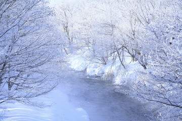 川岸の樹氷