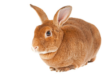 Cute red bunny with big ears looking at camera isolated on white