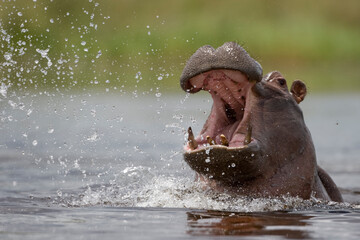 Hippopotamus, Kwando River, Caprivi Strip, Namibia