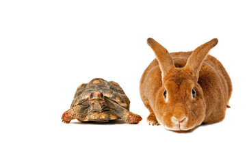 Bunny Rabbit and tortoise looking to start the fabled race isolated on white with copy space.