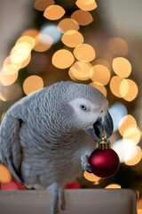 African grey parrot in front of holiday tree with ornament