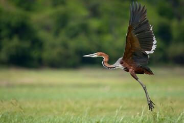 Gray Heron, Chobe National Park, Botswana